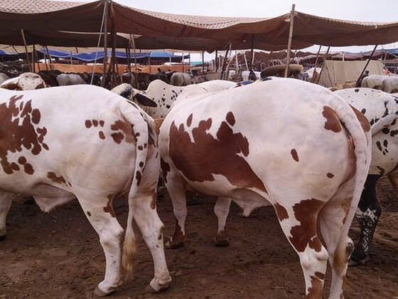 How to Choose the Best Cattle for Your Farm in Pakistan