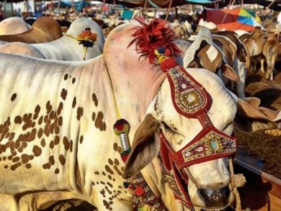 Top Tips for Ethical and Profitable Livestock Trading in Pakistan