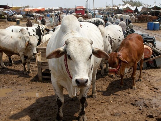 Why Pakistan’s Livestock Industry is Growing and How You Can Benefit