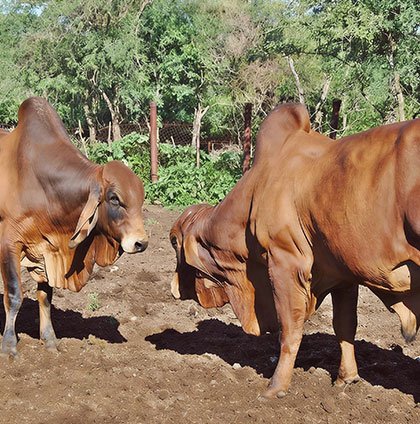 Livestock<br>Fattening